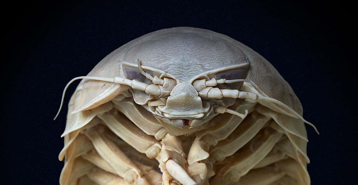 Giant Isopod Closeup Wallpaper