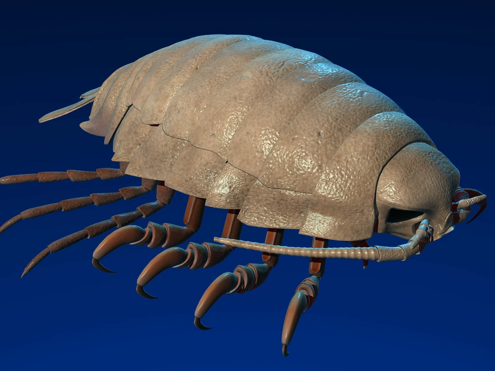 Giant Isopod Closeup Wallpaper