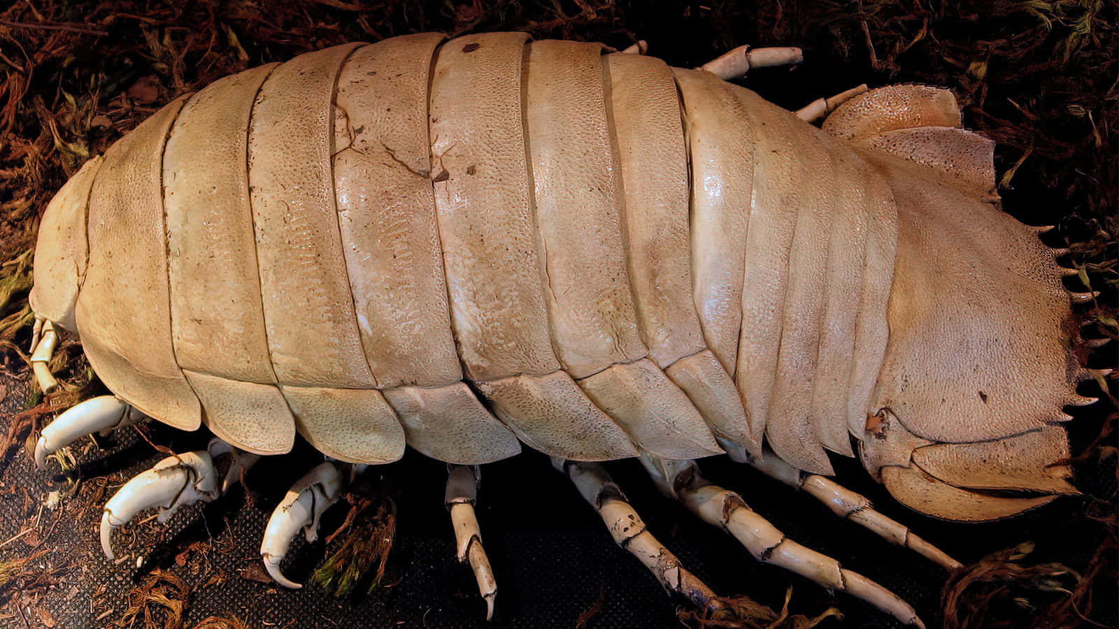 Giant Isopod Closeup Wallpaper