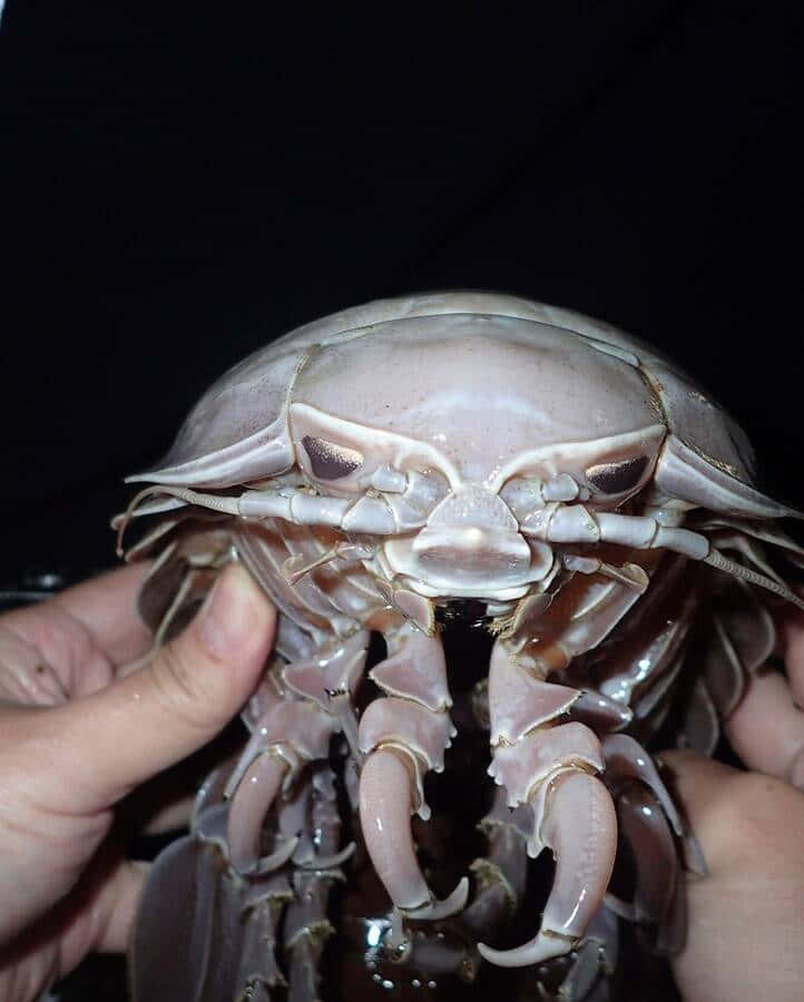 Giant Isopod Closeup Wallpaper