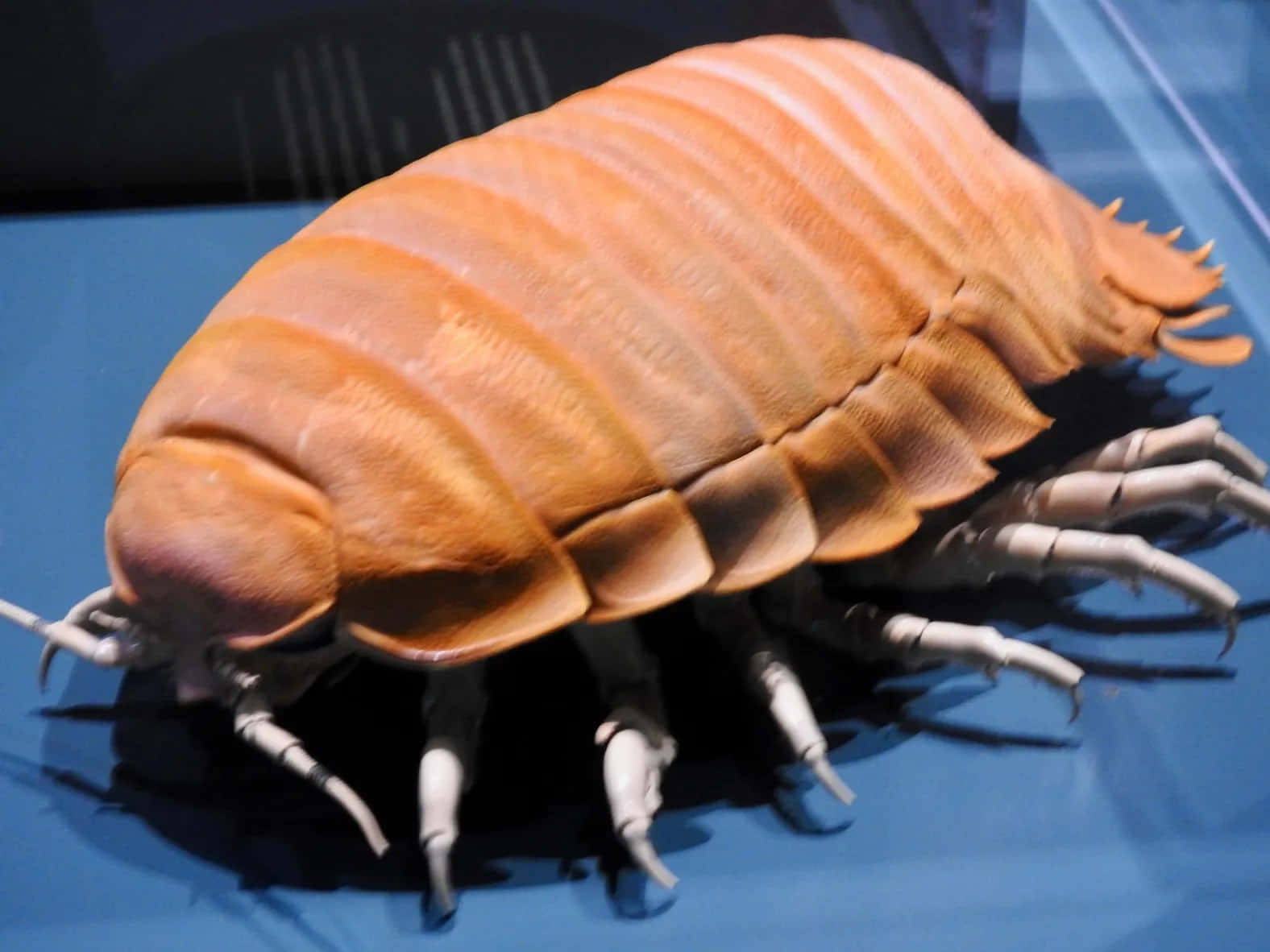 Giant Isopod Crustacean Wallpaper