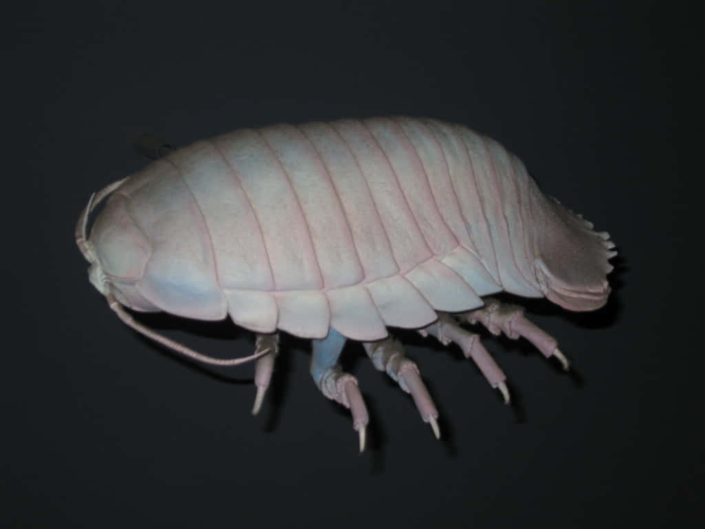 Giant Isopod Dark Background Wallpaper