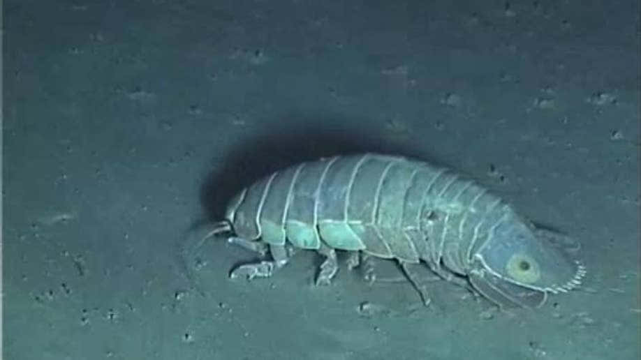 Giant Isopod Deep Sea Creature Wallpaper