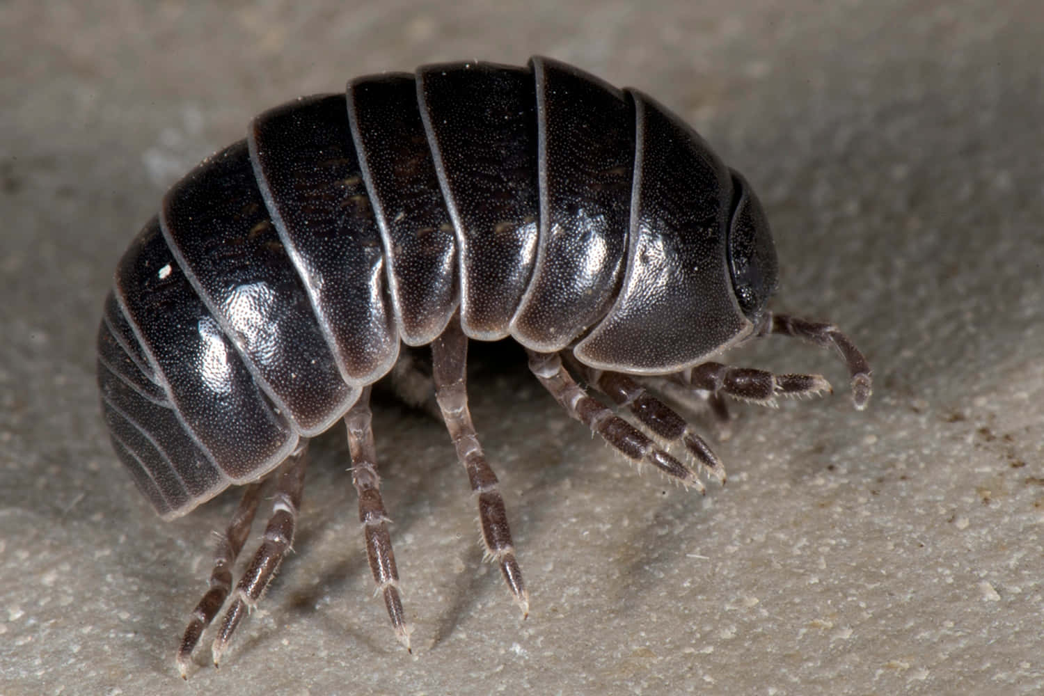 Giant Isopod In Natural Underwater Habitat Wallpaper