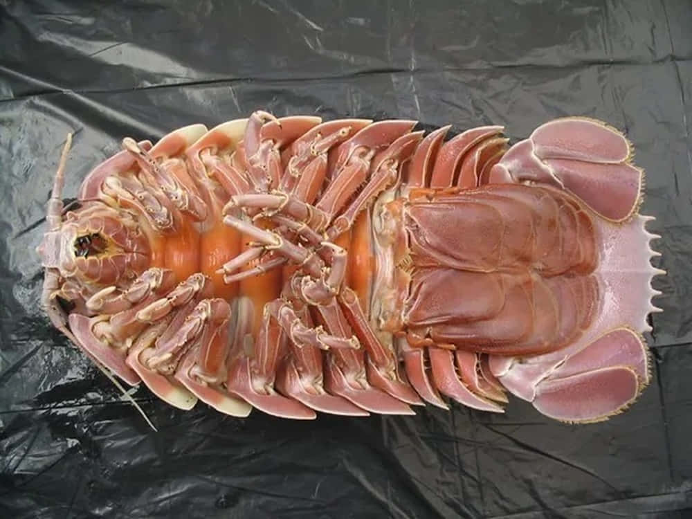 Giant Isopod On Black Tarp Wallpaper