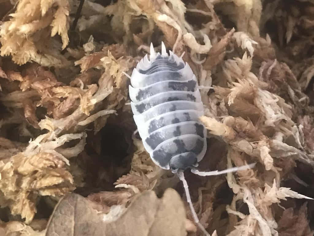 Giant Isopod On Dry Leaves Wallpaper