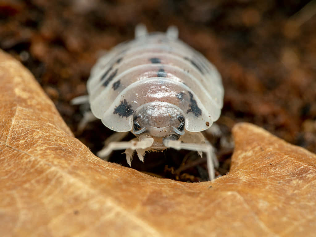 Giant Isopod On Leaf Wallpaper