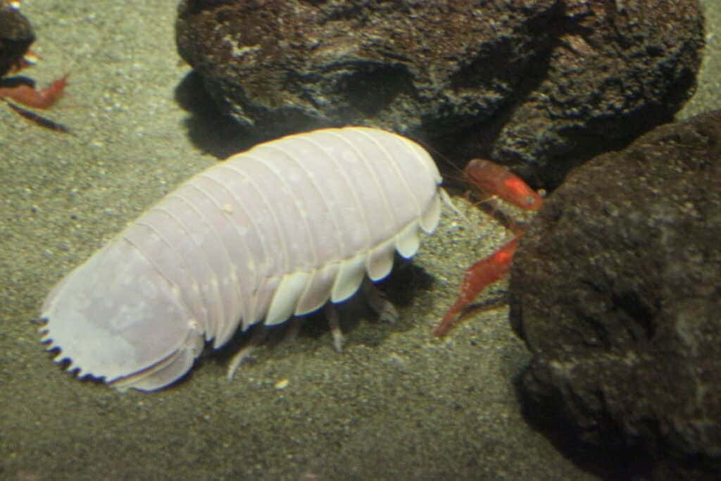 Giant Isopod Underwater Wallpaper