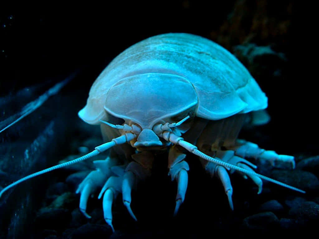 Giant Isopod Underwater Wallpaper