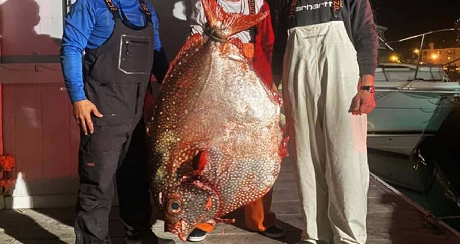 Giant Opah Caughtby Fishermen Wallpaper