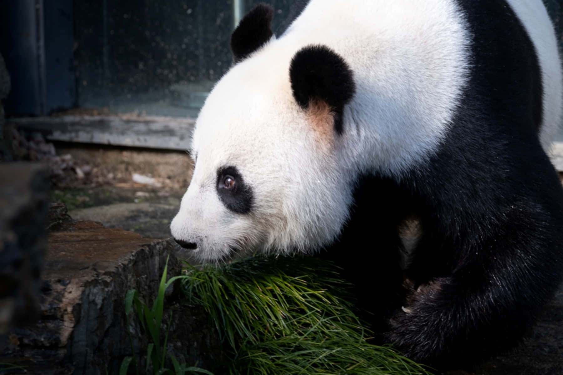 Giant Panda Adelaide Zoo Wallpaper