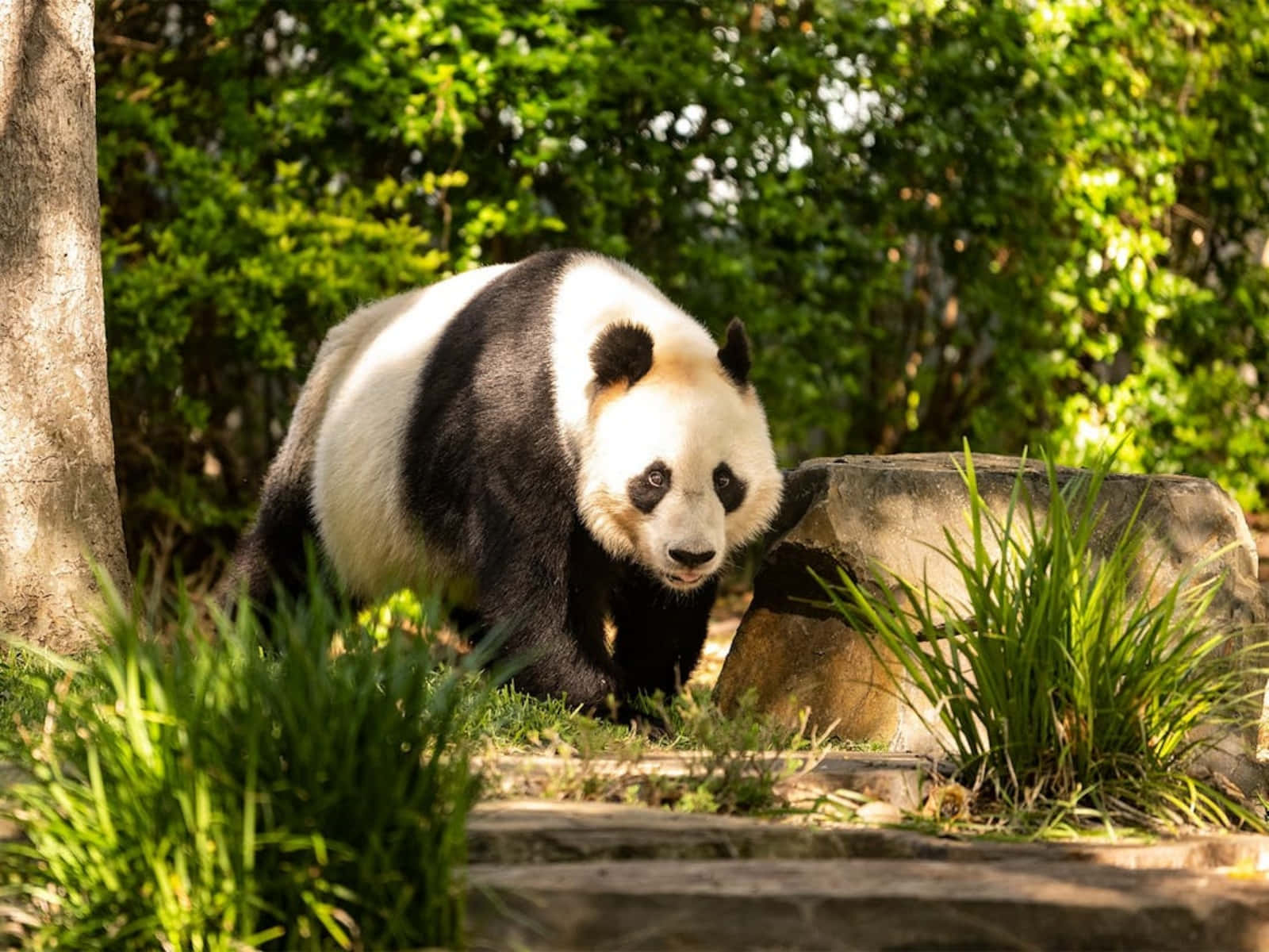 Giant Panda Adelaide Zoo Wallpaper