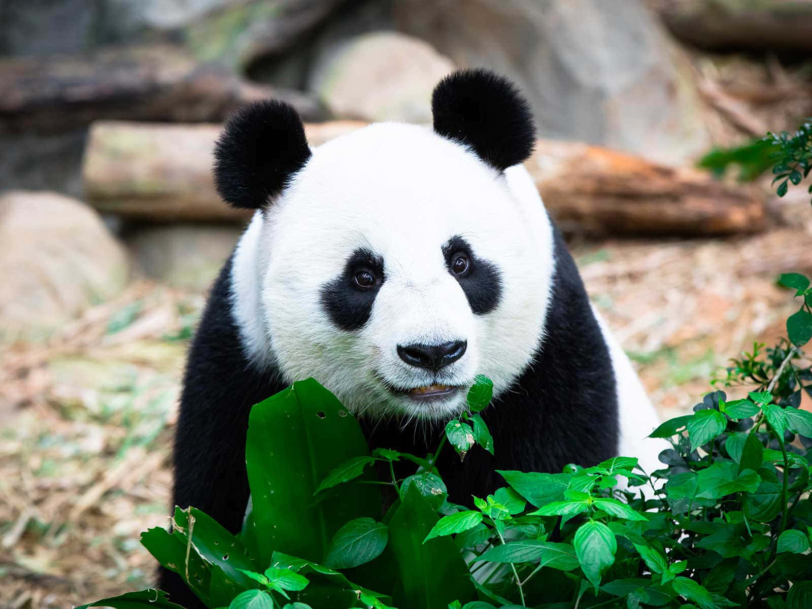 Giant Panda Eating Leaves Singapore Zoo Wallpaper