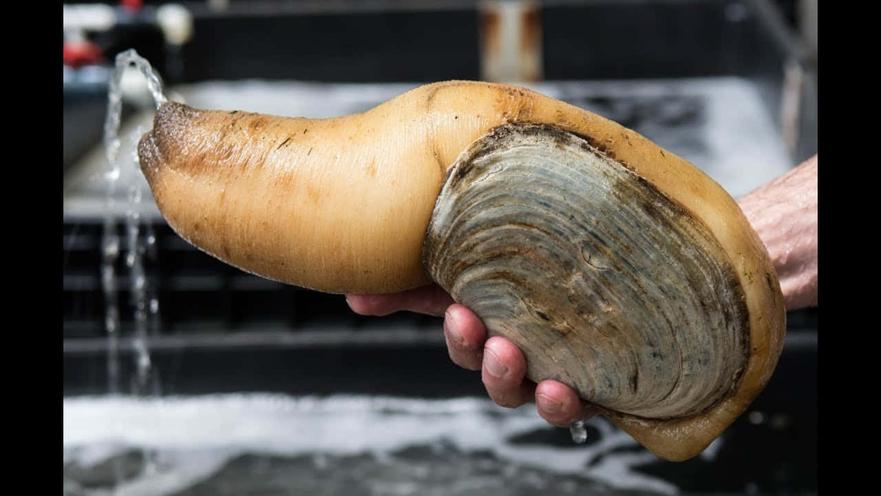 Giant_ Razor_ Clam_ Held_in_ Hand.jpg Wallpaper