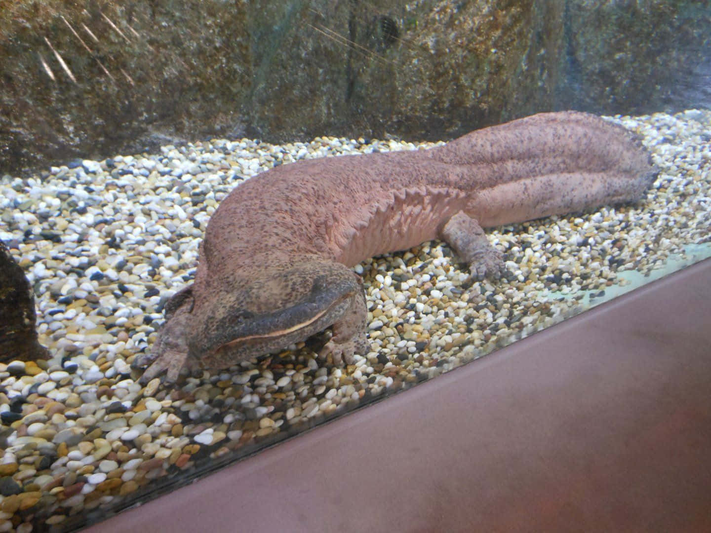 Giant Salamander Aquarium Display Wallpaper