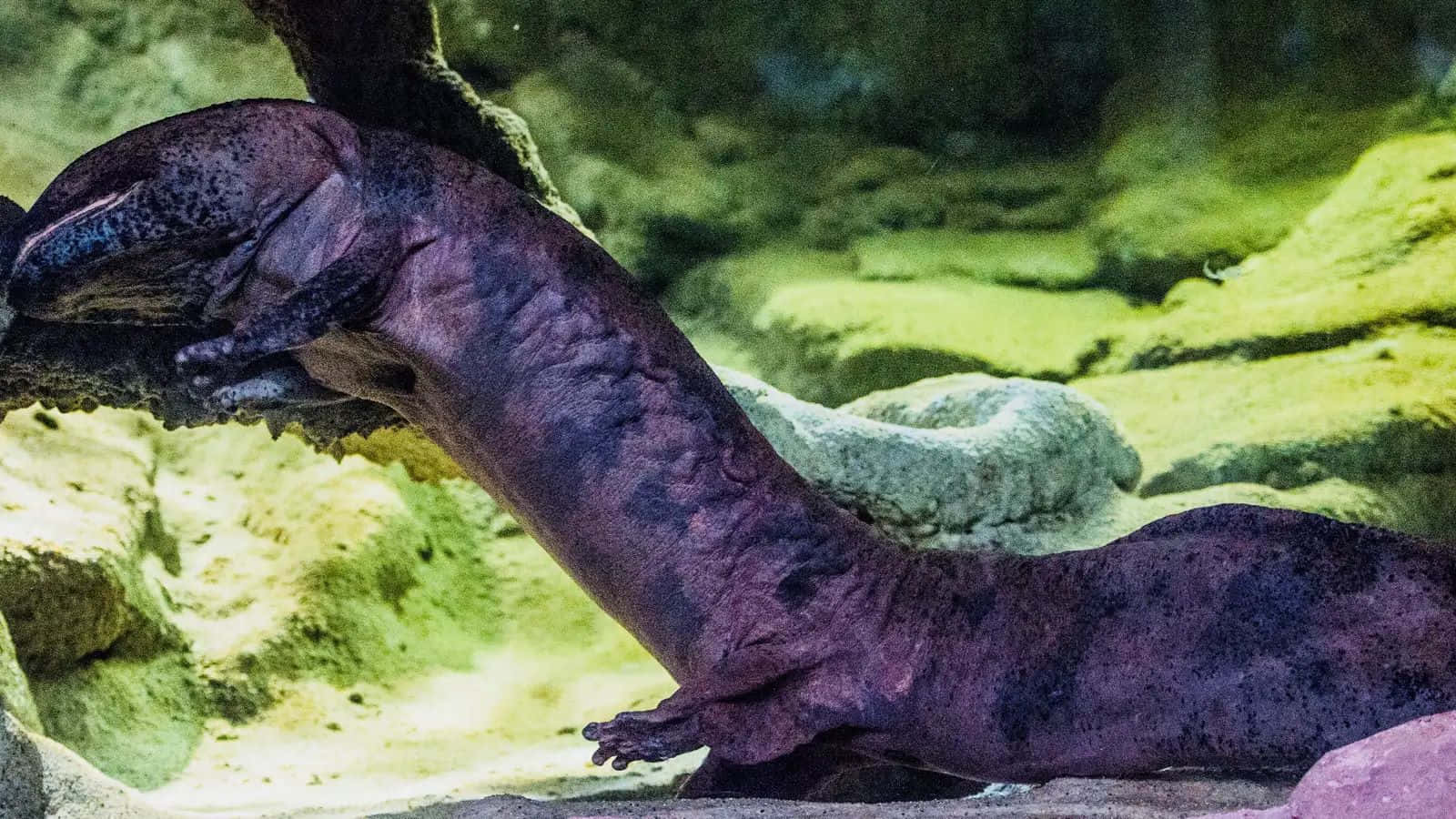 Giant Salamander Aquatic Exhibit Wallpaper