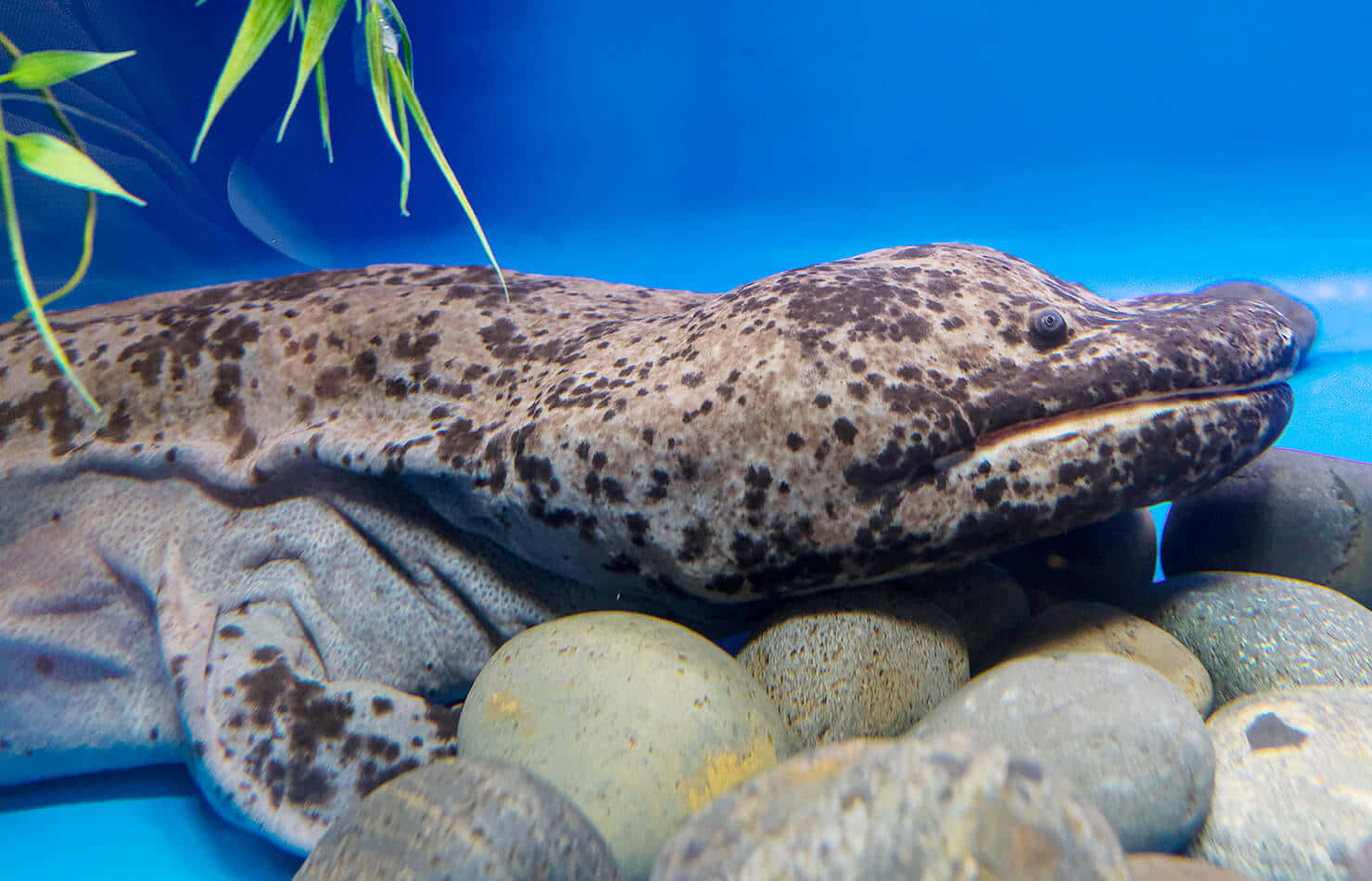 Giant Salamander Aquatic Habitat Wallpaper