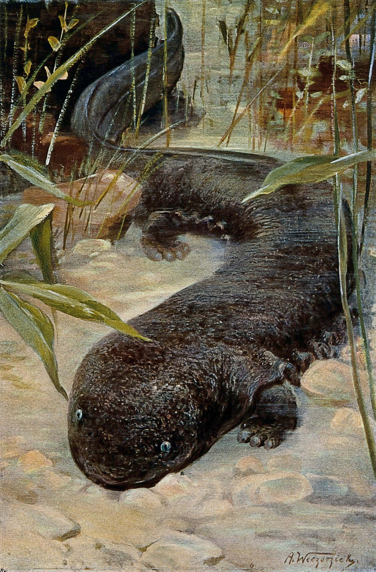 Giant Salamander Artwork Wallpaper