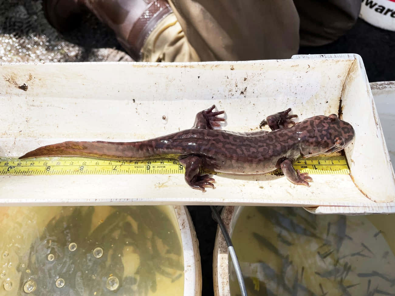 Giant Salamander Measurement Wallpaper