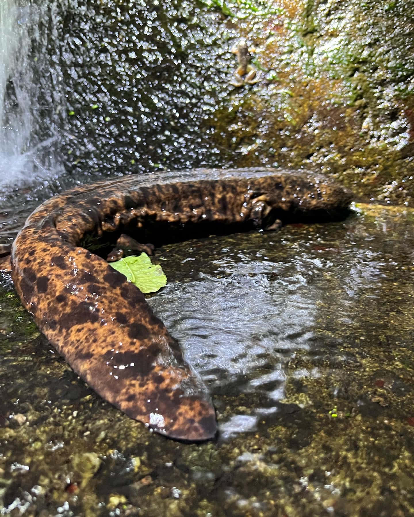 Giant Salamander Near Waterfall Wallpaper