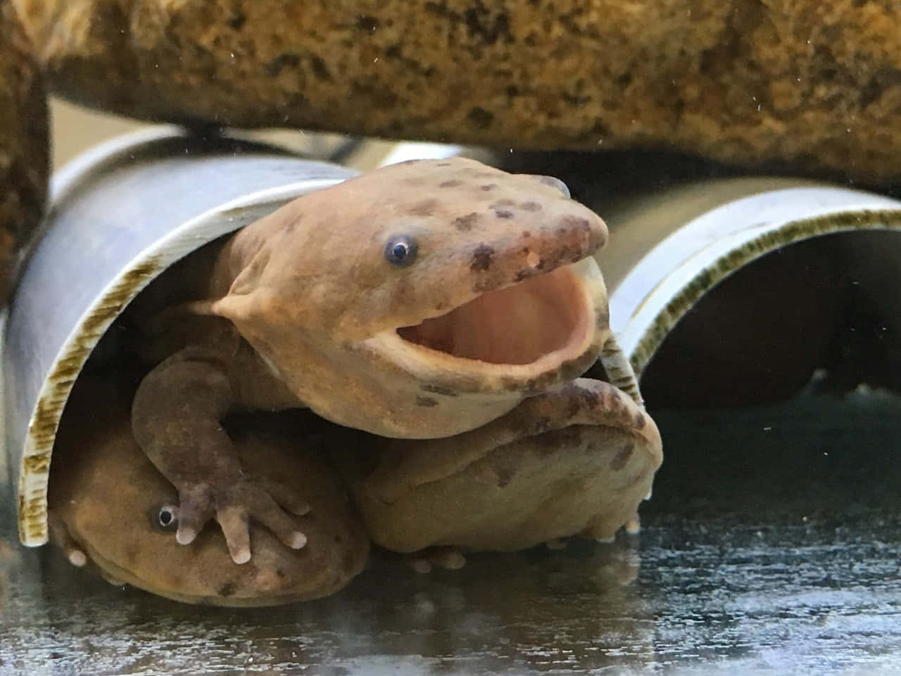 Giant Salamander Peeking Out From Pipe.jpg Wallpaper