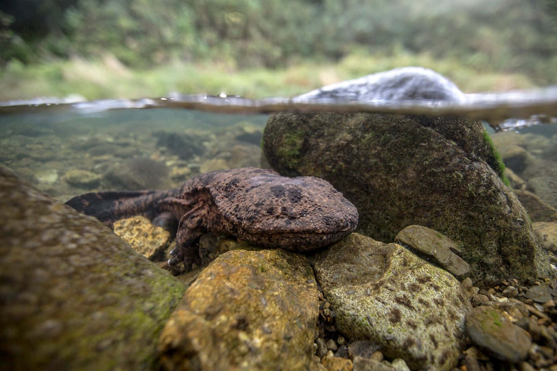 Giant Salamander Resting Underwater Wallpaper