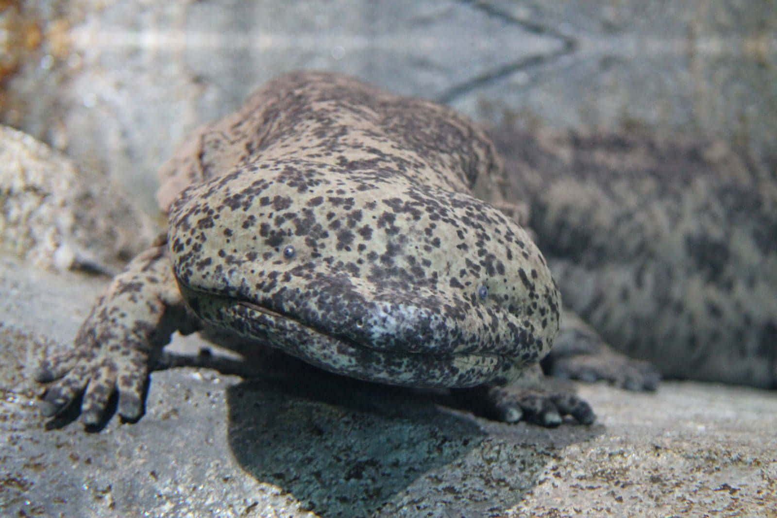 Giant Salamander Restingon Rocks Wallpaper