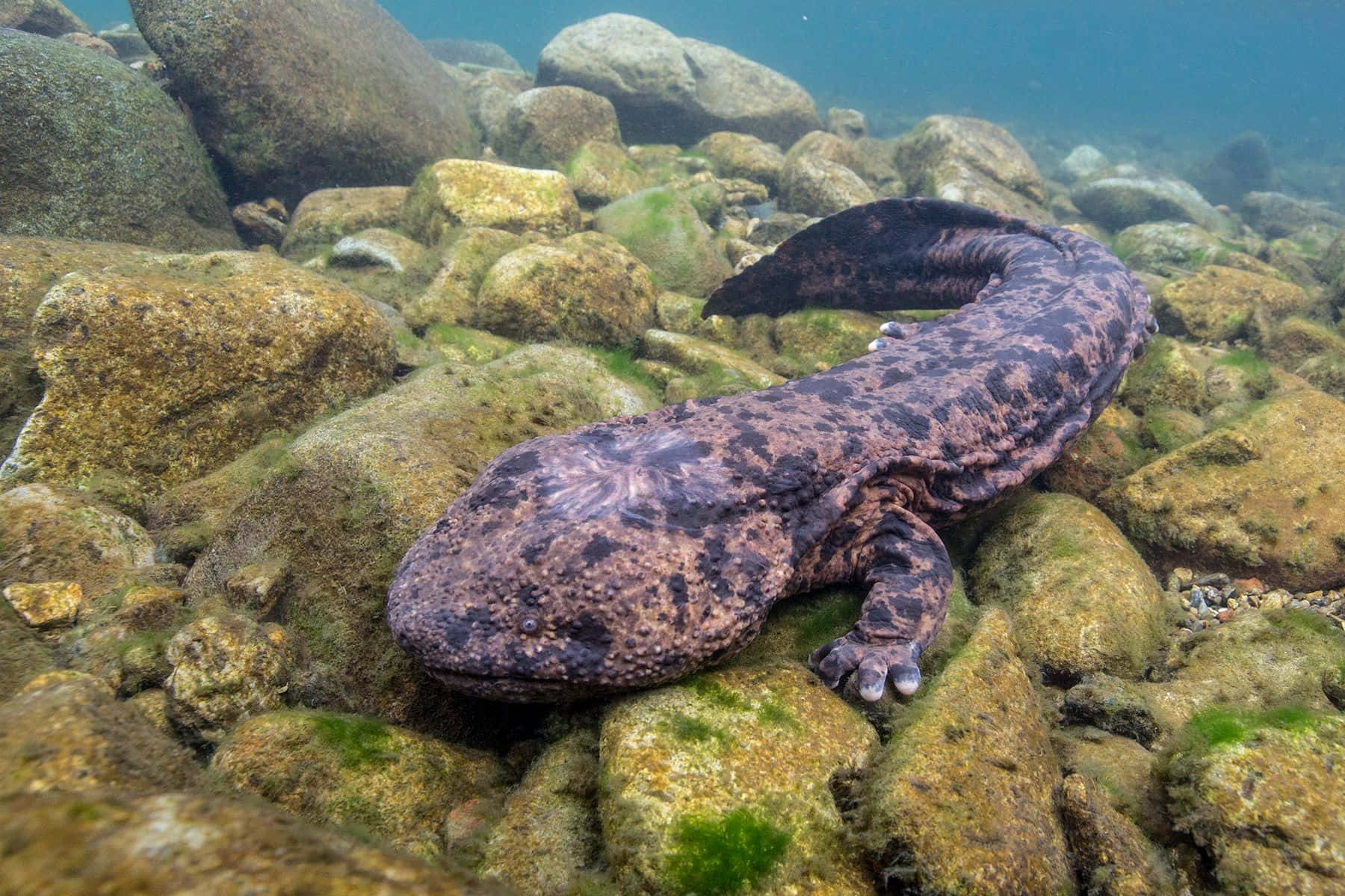 Giant Salamanderin Natural Habitat.jpg Wallpaper