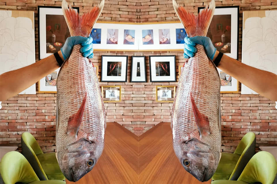 Giant Snapper Held Up Wallpaper