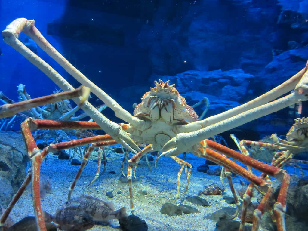 Giant Spider Crab Aquarium Display Wallpaper