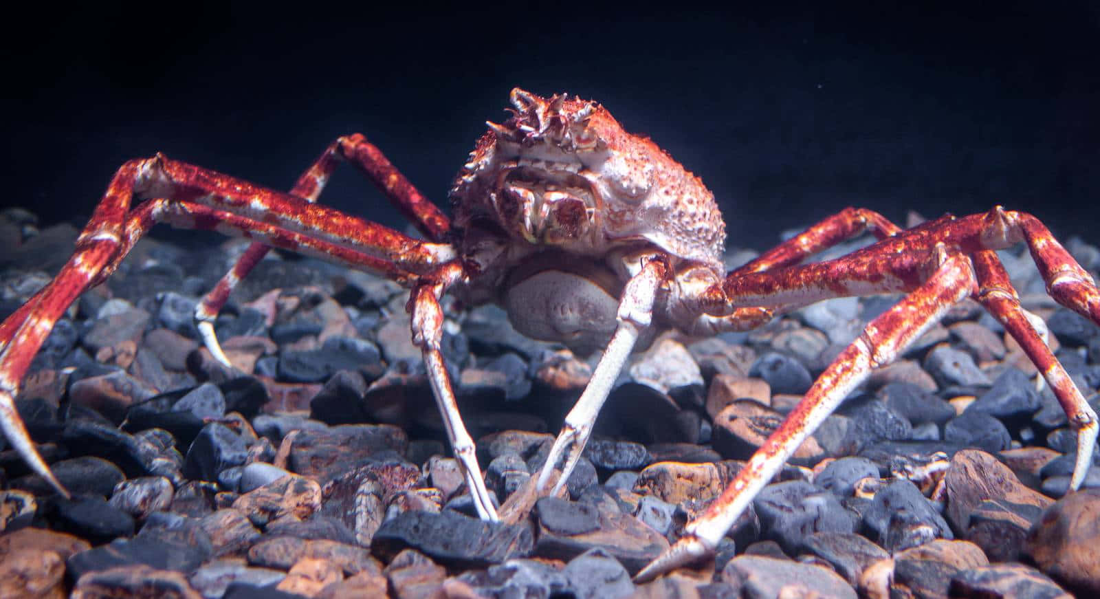 Giant_ Spider_ Crab_ On_ Rocks.jpg Wallpaper