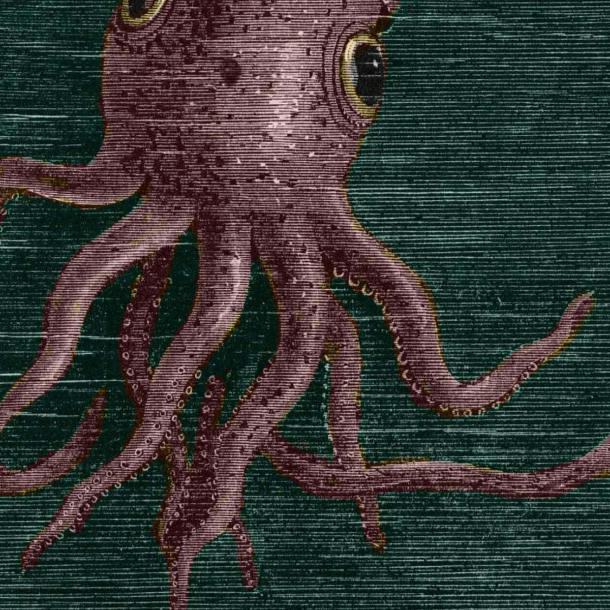 Giant Squid Illustration Wallpaper