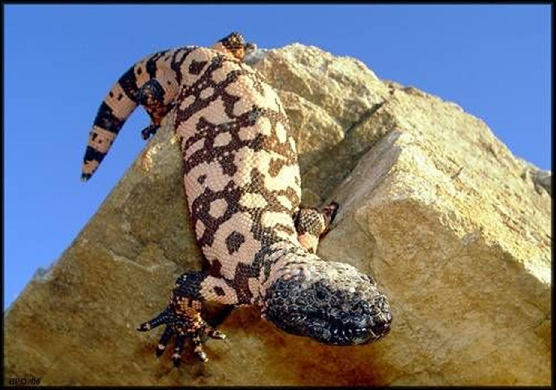 Gila Monster Crawling Down Rock Wallpaper