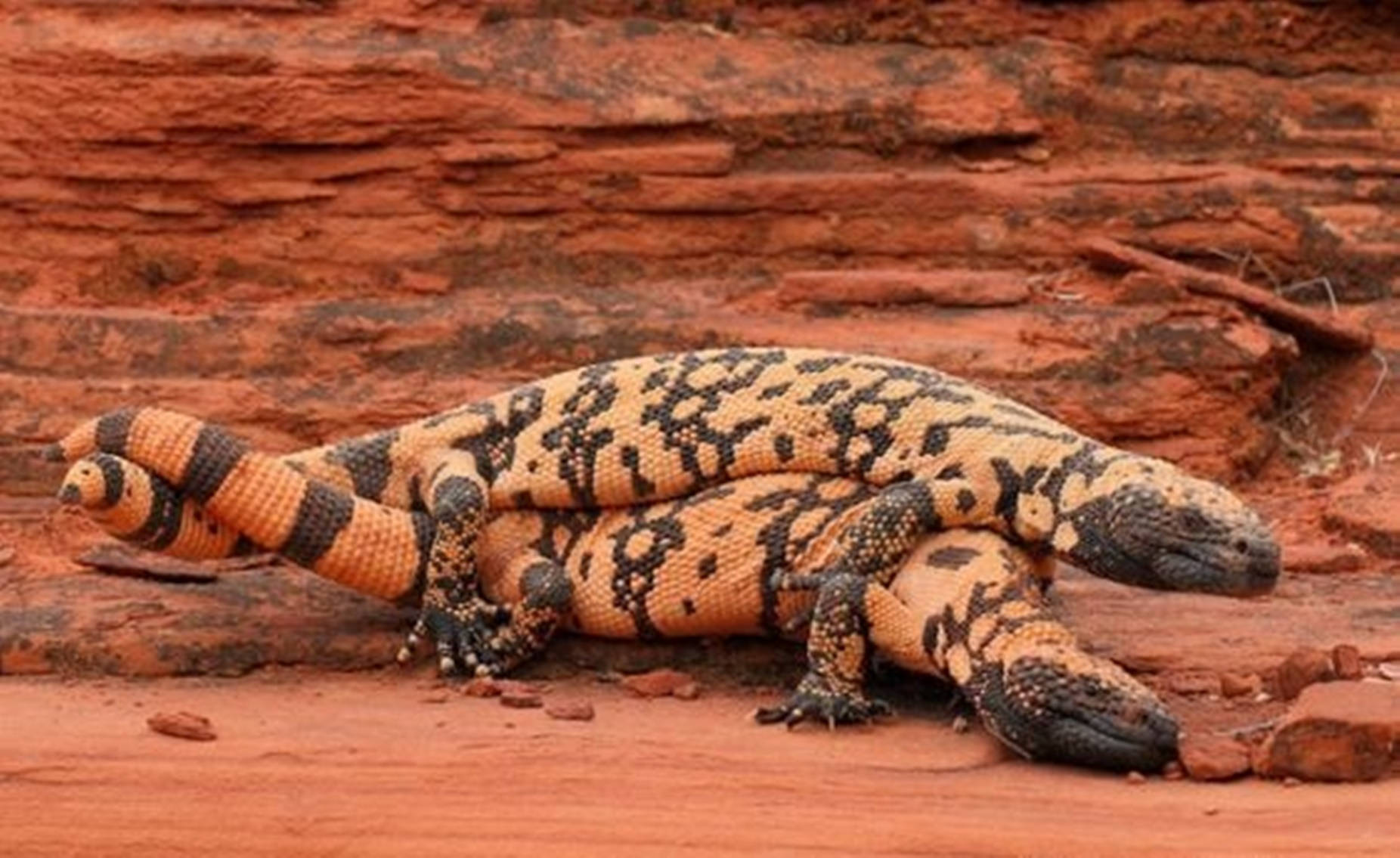 Gila Monster On Top Of Each Other In Desert Wallpaper