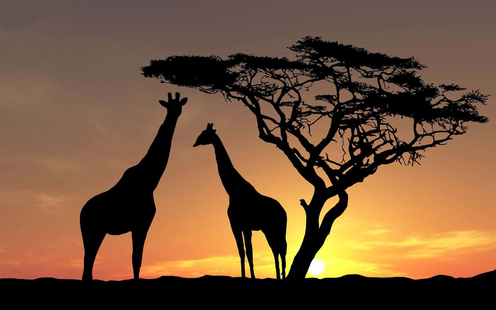 Giraffes Standing In The Grass Wallpaper