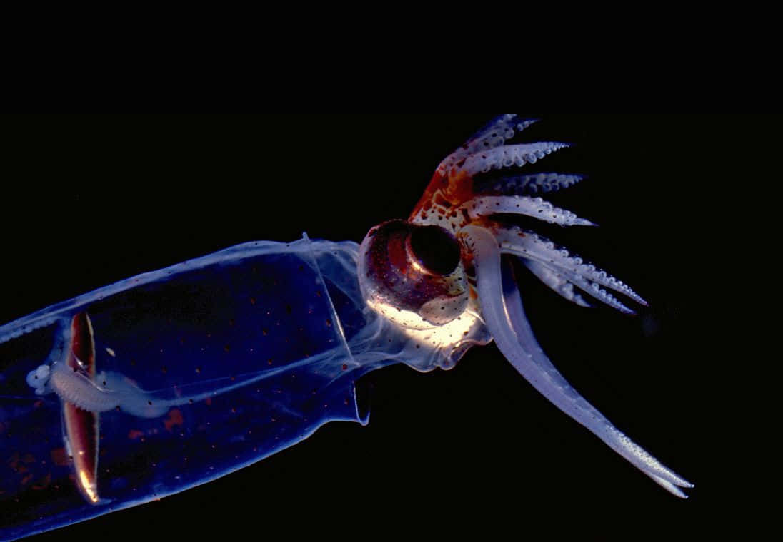 Glass Squid Translucent Body Wallpaper