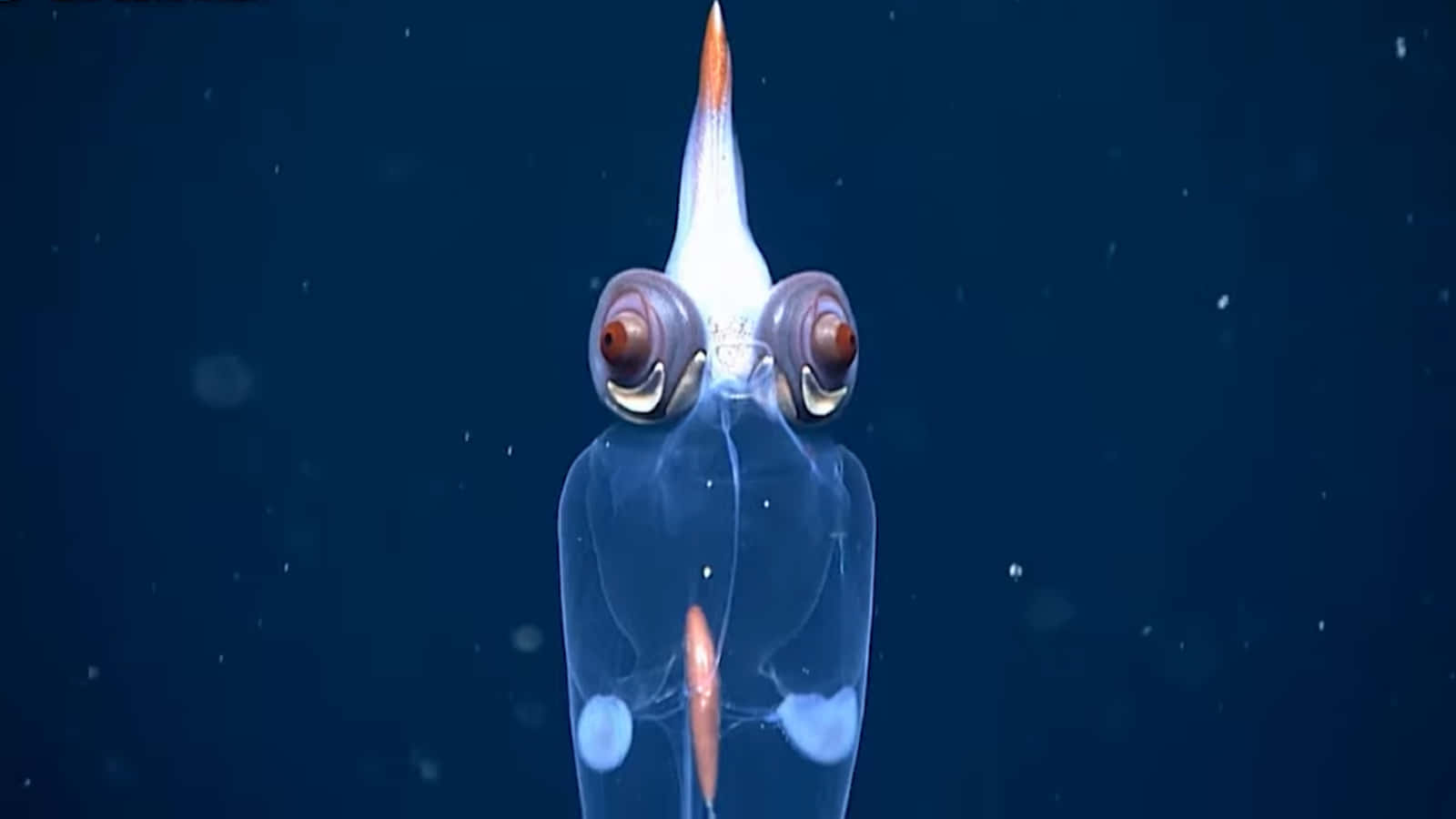 Glass Squid Translucent Underwater View Wallpaper