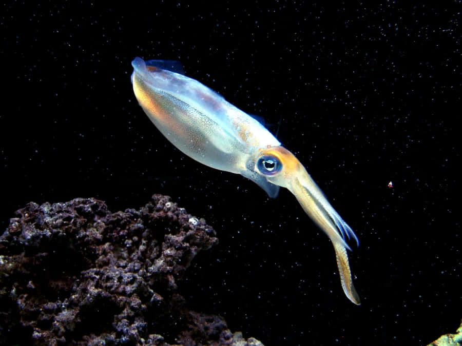 Glass Squid Underwater Photography Wallpaper