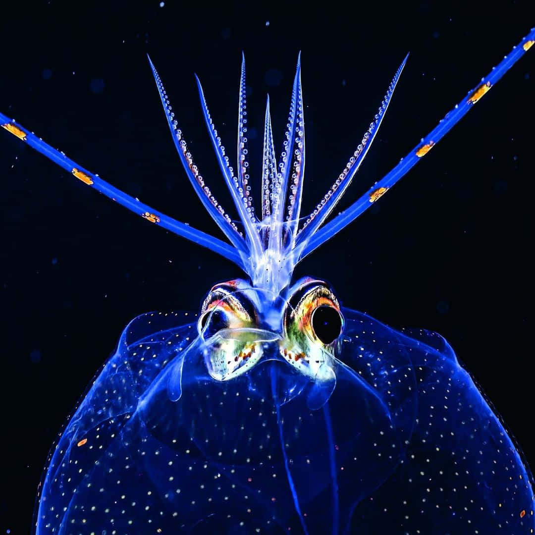 Glass Squid Underwater Portrait Wallpaper