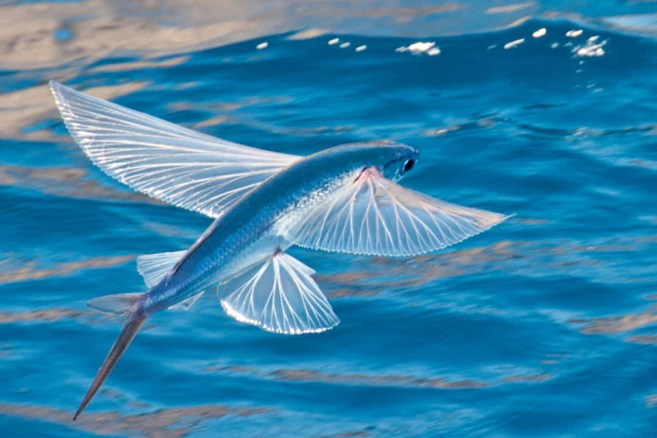 Glide Above Waves Flying Fish.jpg Wallpaper