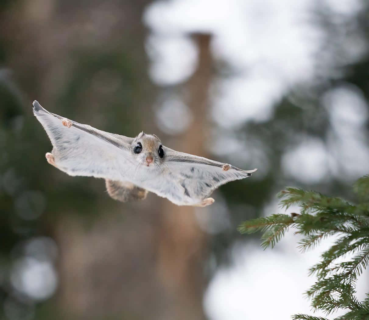 Glide Through Woods_ Flying Squirrel.jpg Wallpaper