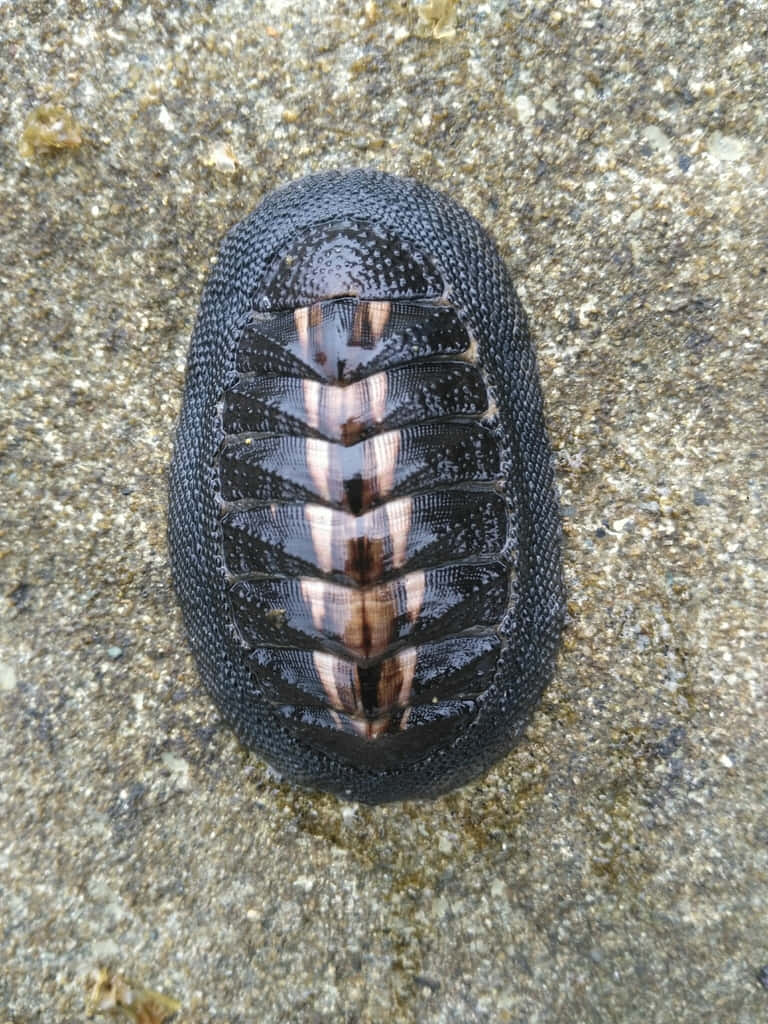 Glomeris Marginata Pill Bug Wallpaper