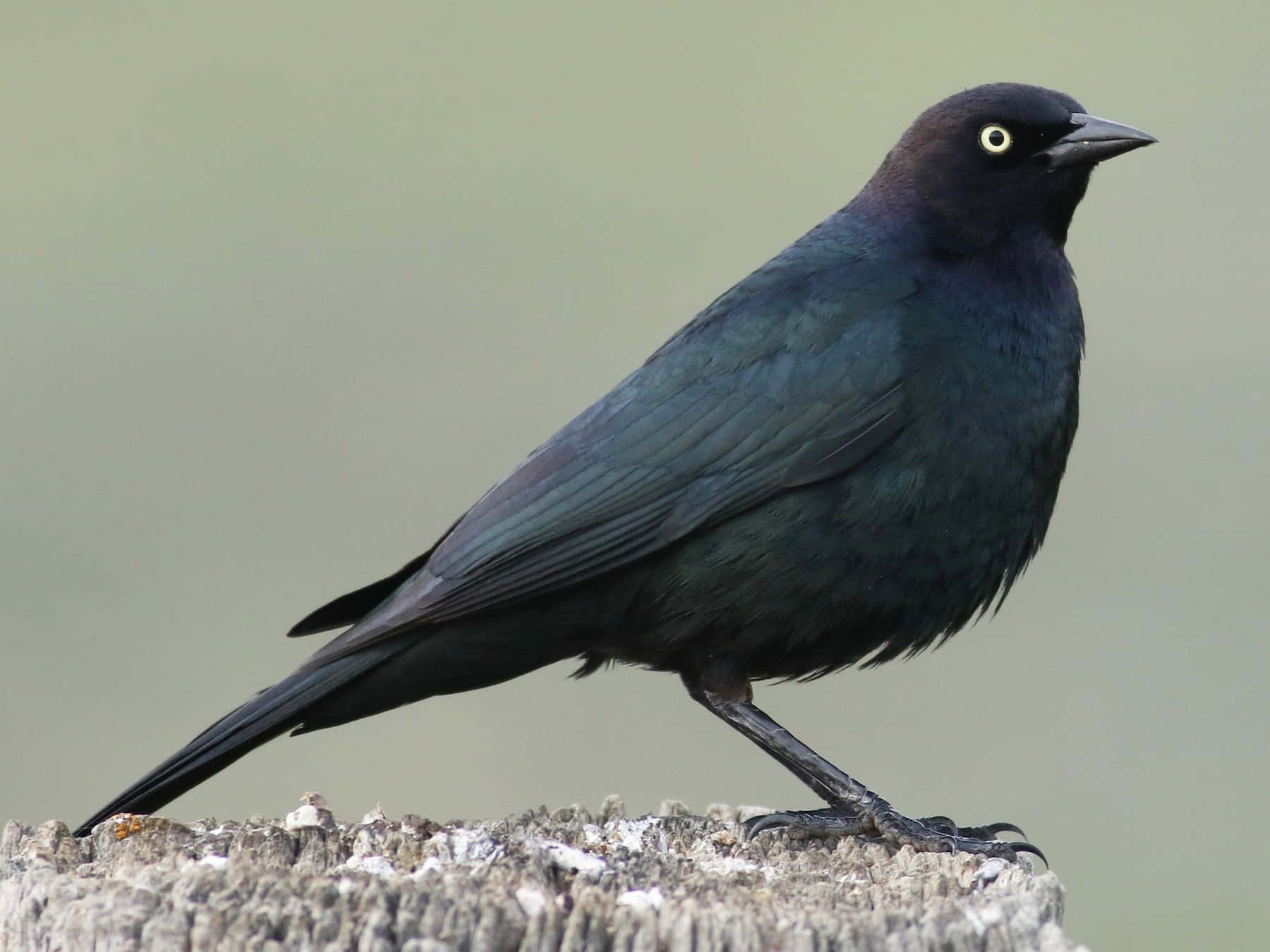 Glossy Blackbird Perched Wallpaper