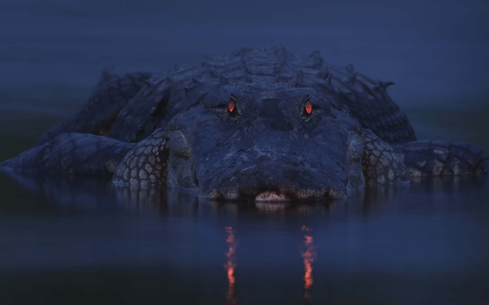 Glowing Eyes Crocodileat Dusk Wallpaper