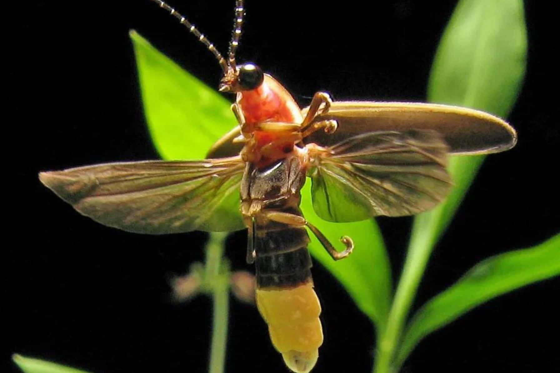 Glowing Firefly Nighttime Macro Wallpaper