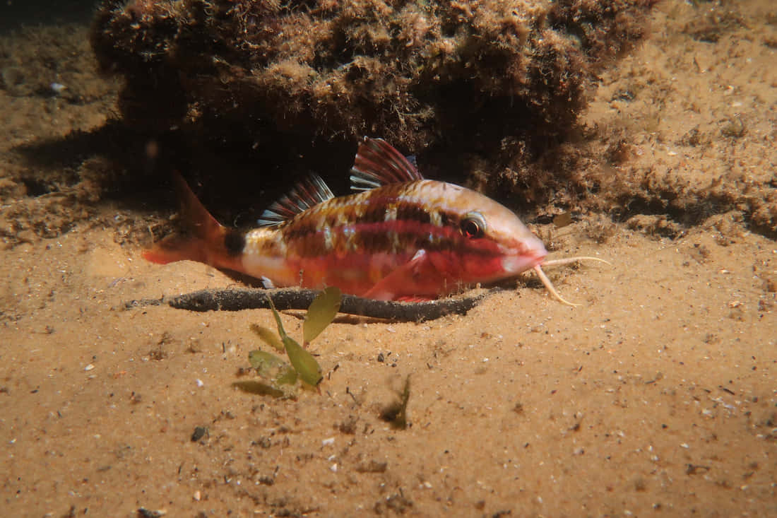 Goatfish Restingon Ocean Floor.jpg Wallpaper