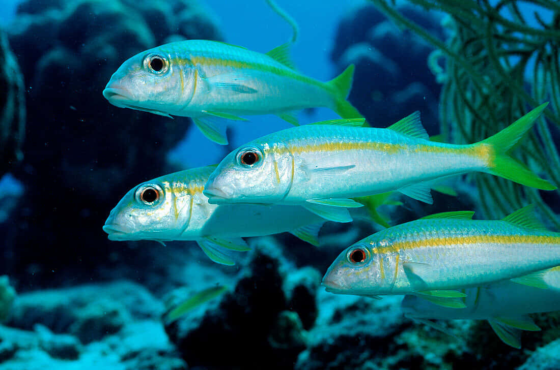 Goatfish School Underwater Wallpaper