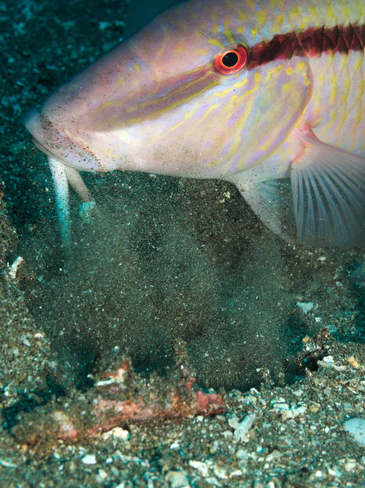 Goatfish Searching For Food Underwater.jpg Wallpaper