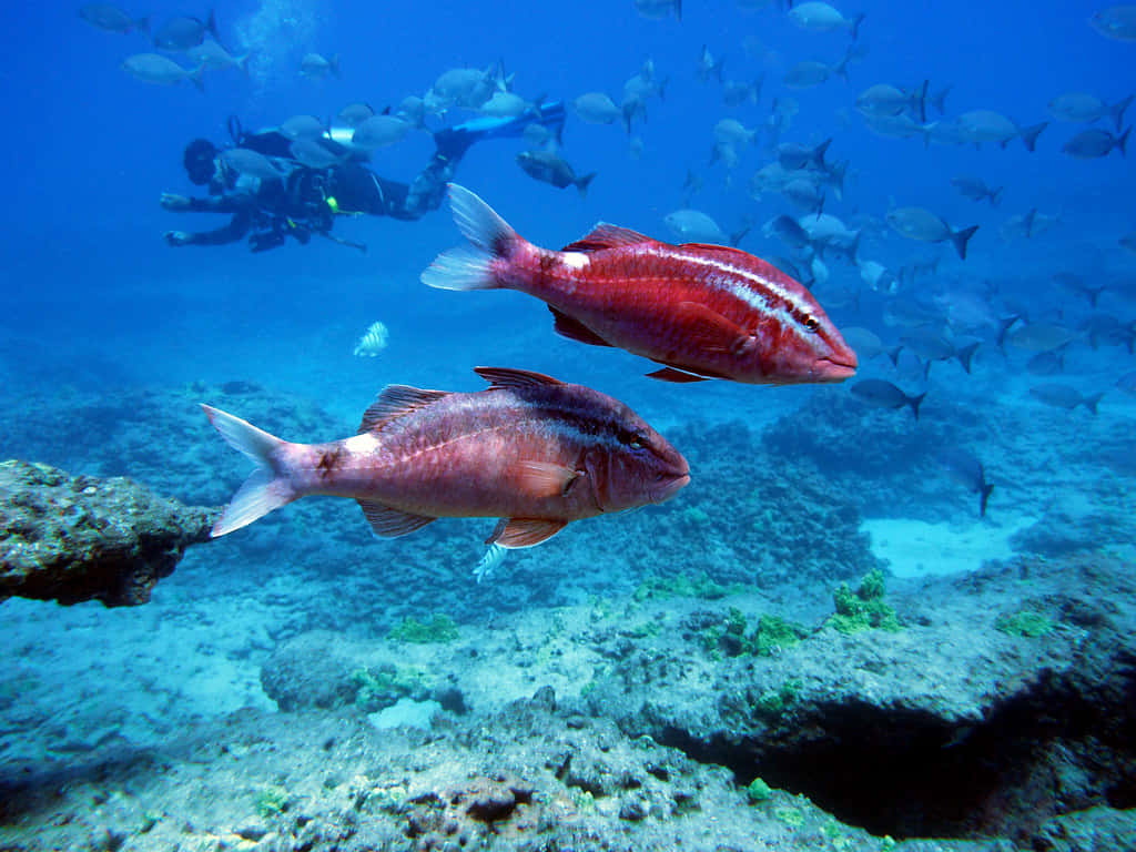 Goatfish Swimming Near Coral Reef Wallpaper