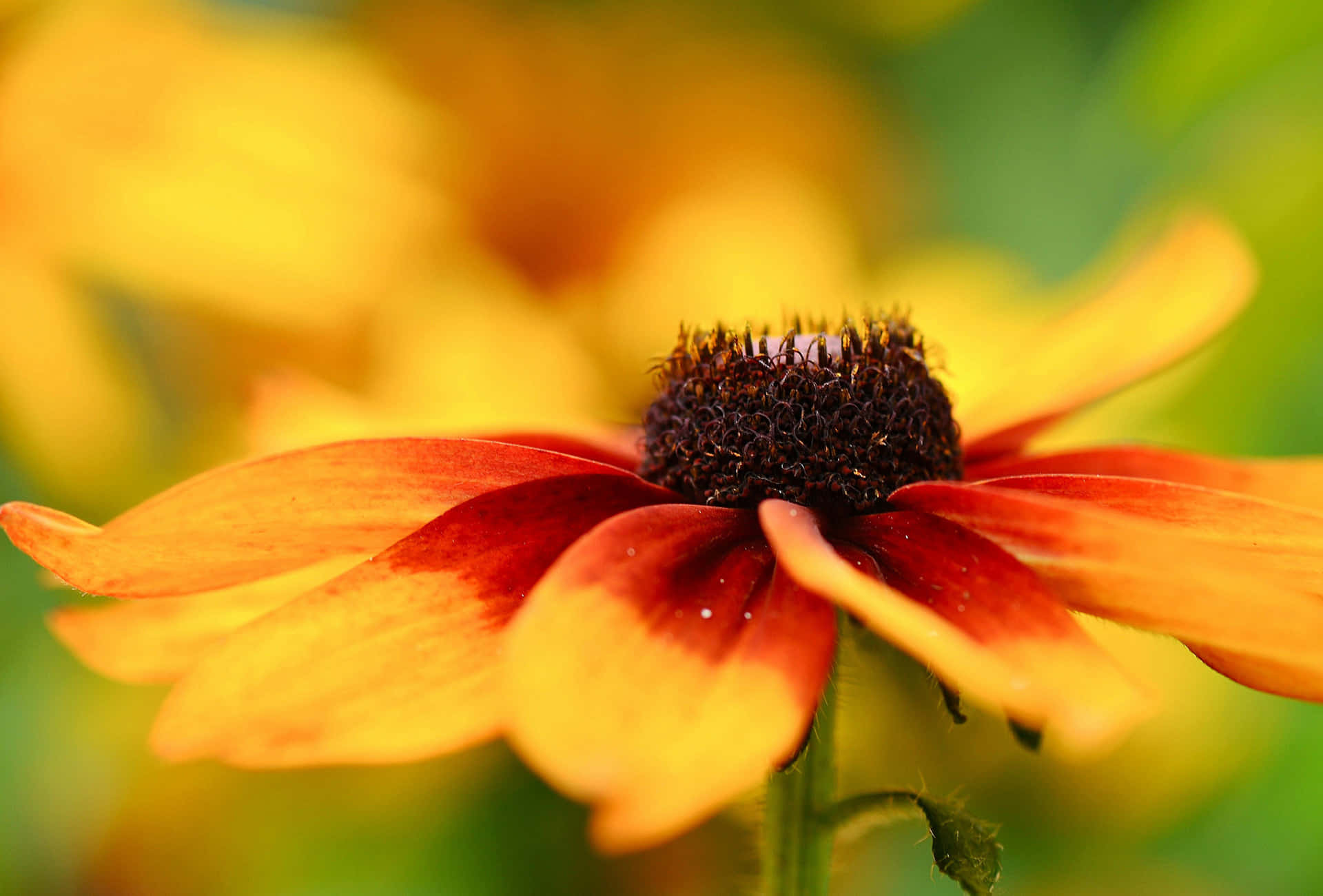 Gold And Bronze - The Beautiful Black Eyed Susan Wallpaper